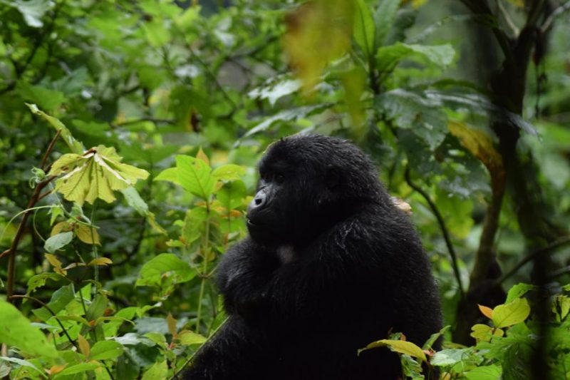 Uganda Gorilla Safari Africa