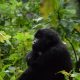 Uganda Gorilla Safari Africa
