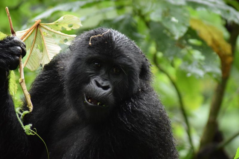 Rwanda Gorilla Trekking Safari