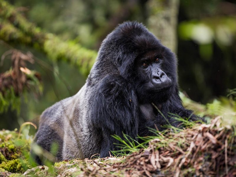 Eastern Lowland Gorilla Trekking