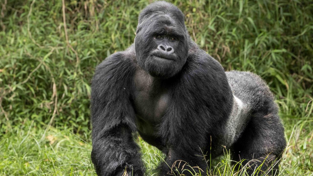 Virunga National Park