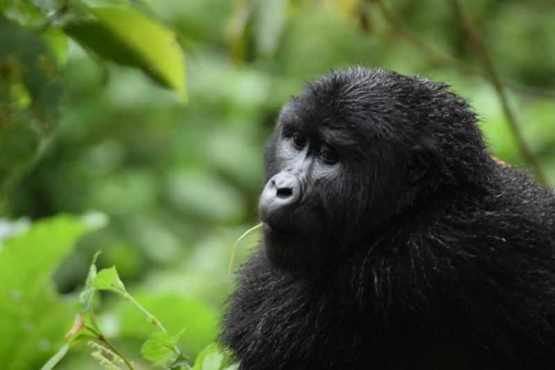 Bwindi Gorilla Tracking