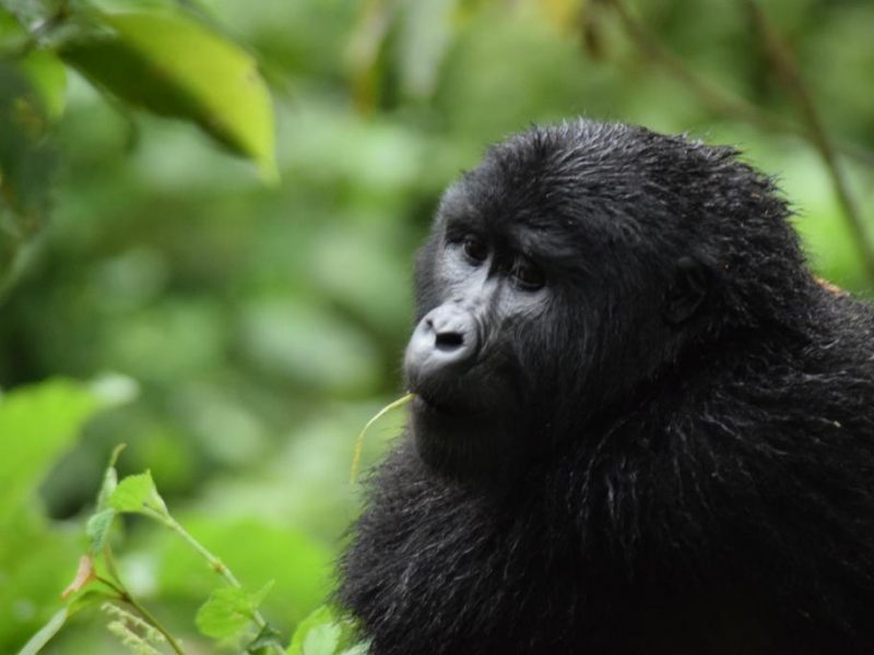 Bwindi Gorilla Tracking