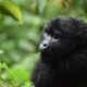 Bwindi Gorilla Tracking
