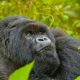Congo Gorilla Safari