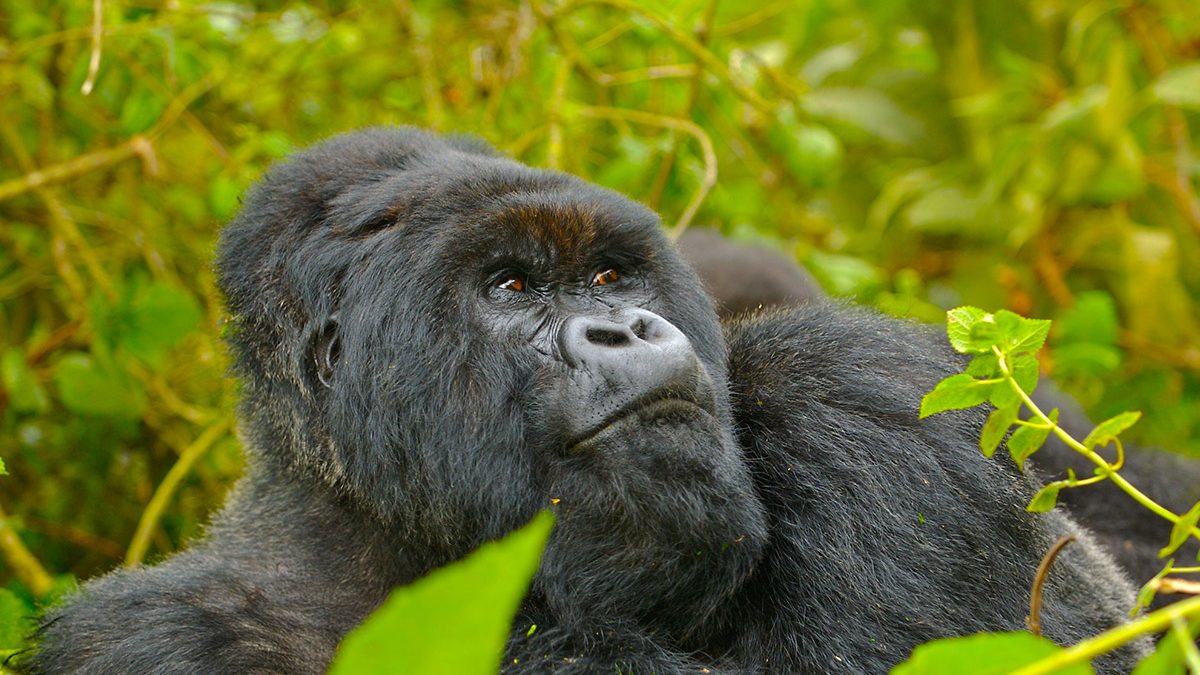 Congo Gorilla Safari