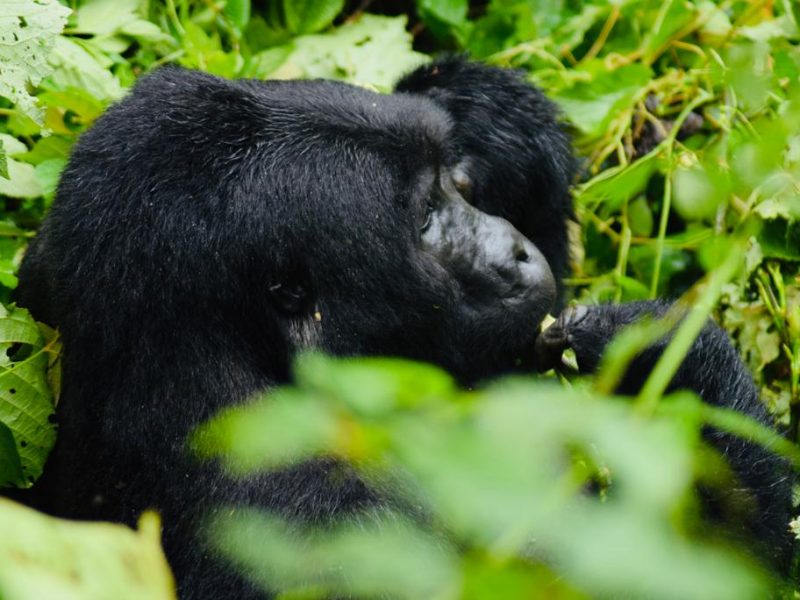 Rwanda Gorilla Safaris Tour