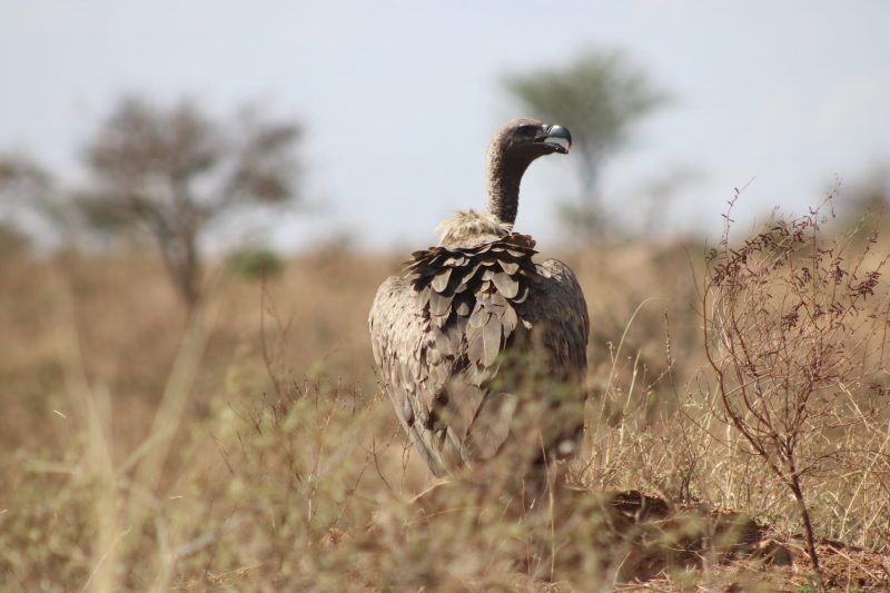 Birding Safari to Uganda