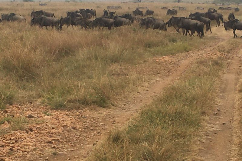 Tanzania Wildlife Exclusive Adventure