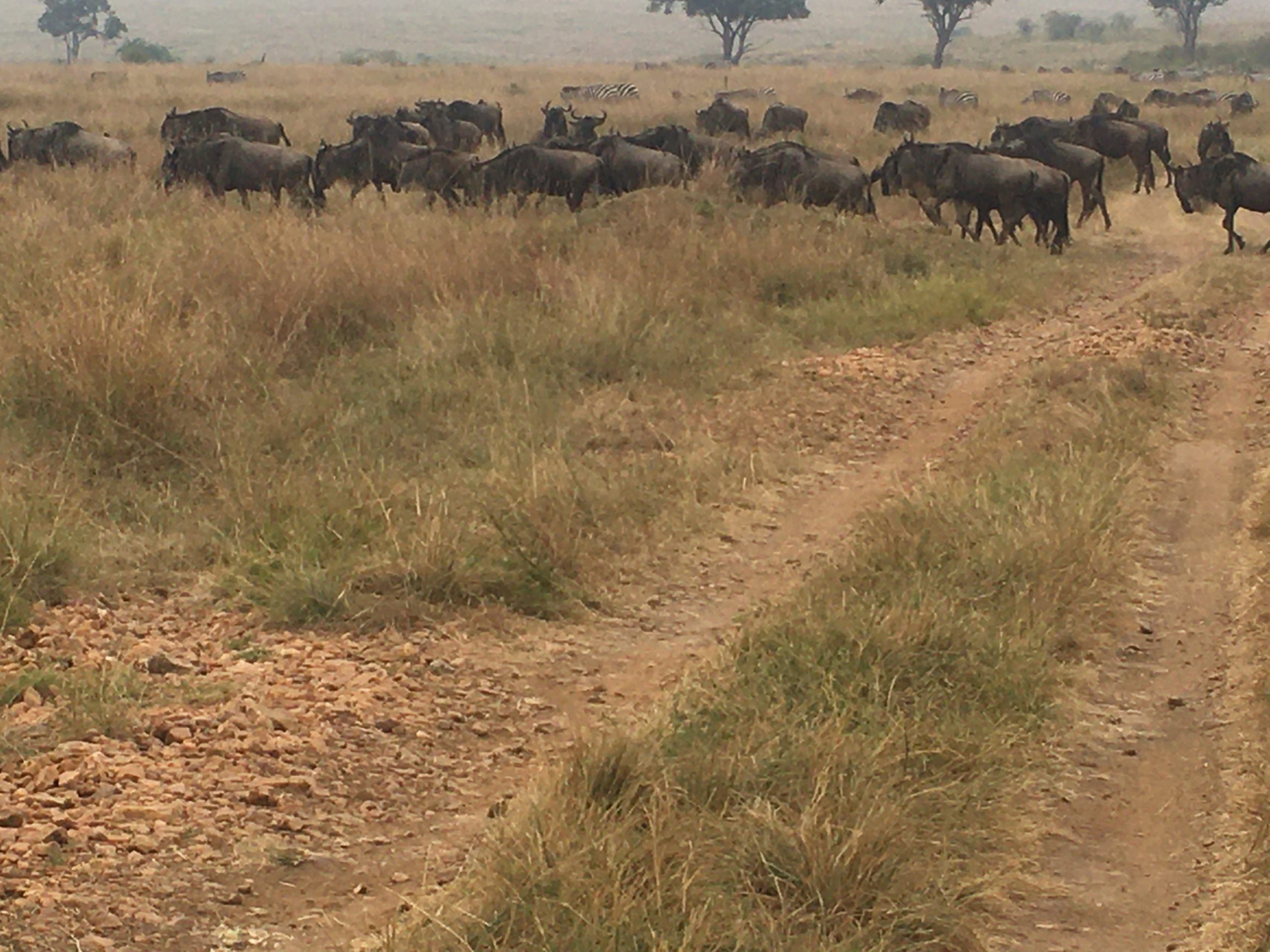 Tanzania Wildlife Exclusive Adventure