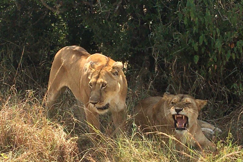 Uganda Savannah Wildlife Tour