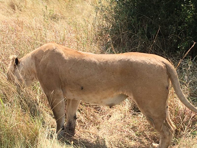 Rwanda Wildlife Safari Holiday