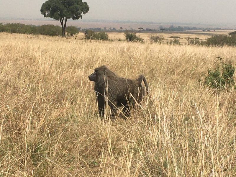 Western Uganda Safari