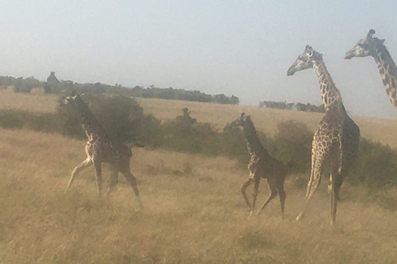 Wildlife Safari to Uganda