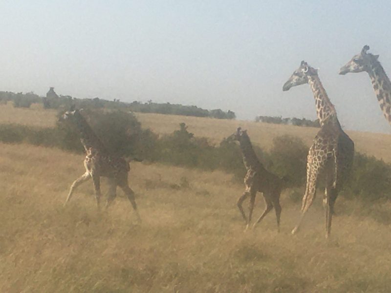 Wildlife Safari to Uganda