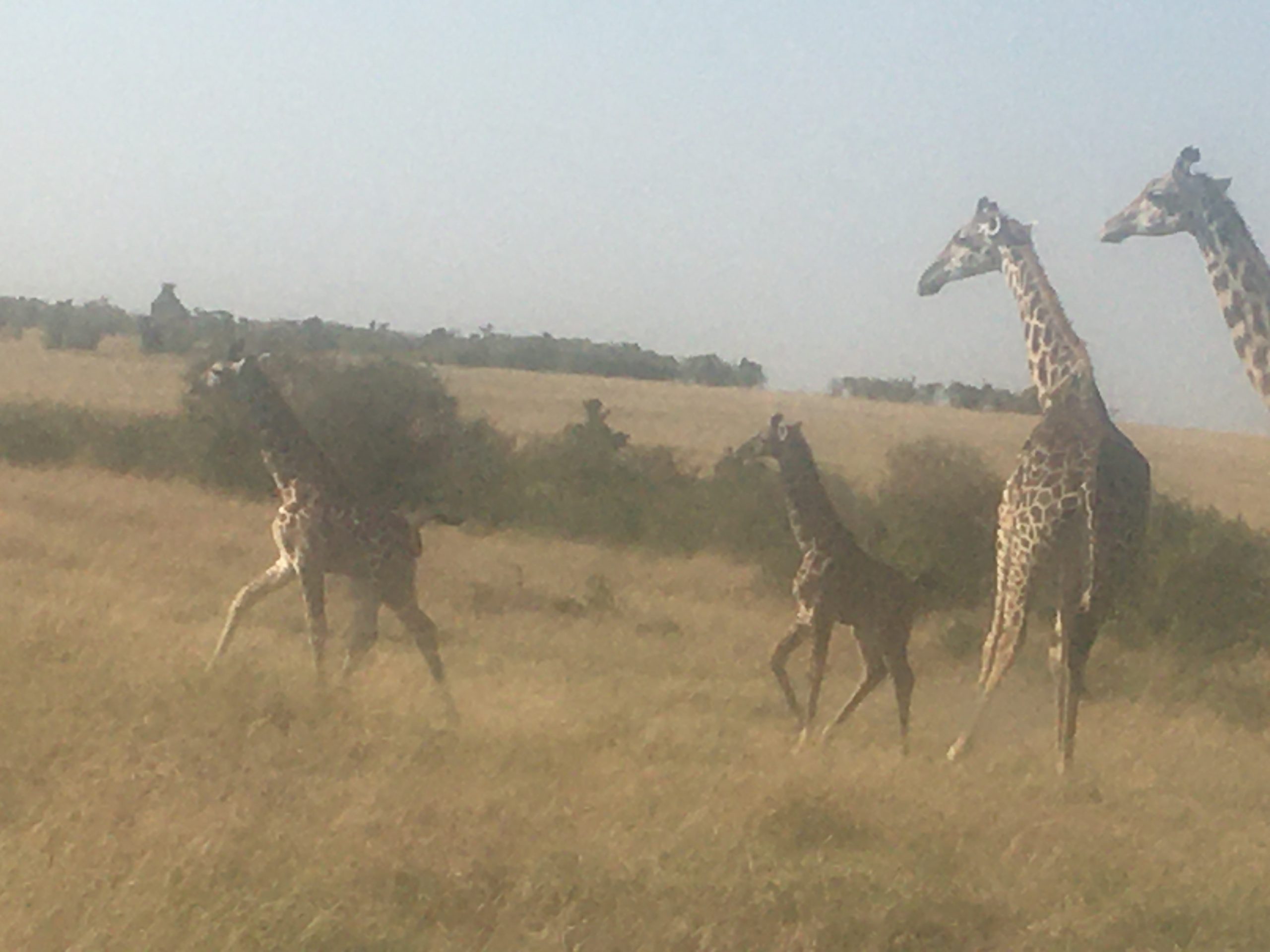 Wildlife Safari to Uganda